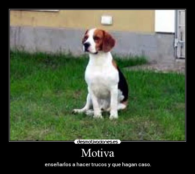 Motiva - enseñarlos a hacer trucos y que hagan caso.