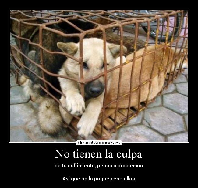 No tienen la culpa - de tu sufrimiento, penas o problemas.

Así que no lo pagues con ellos.