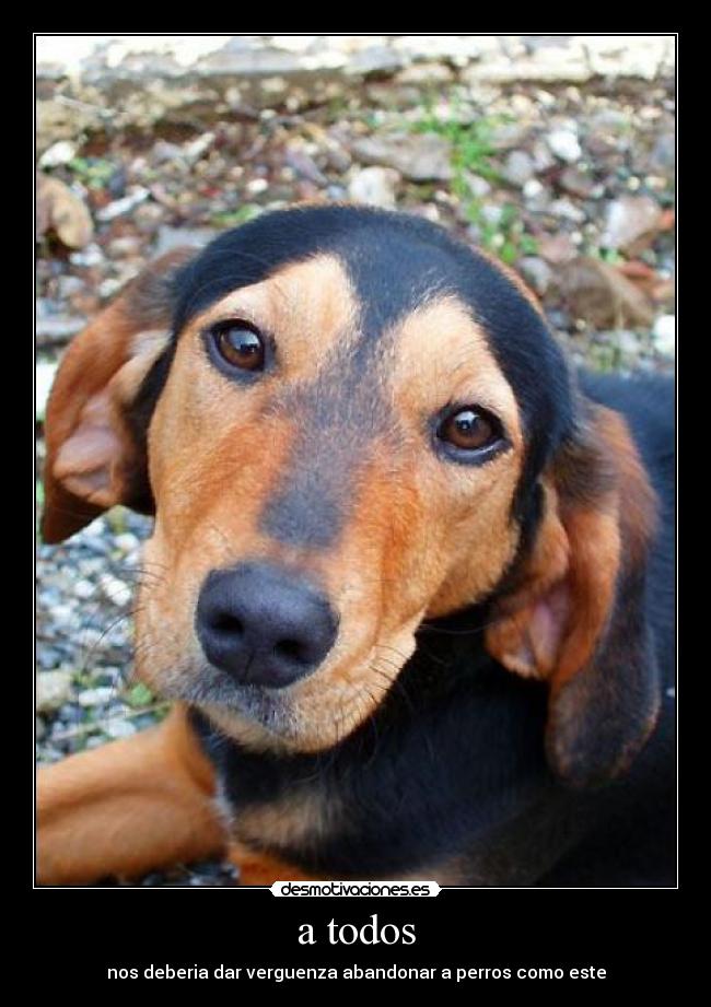 a todos - nos deberia dar verguenza abandonar a perros como este
