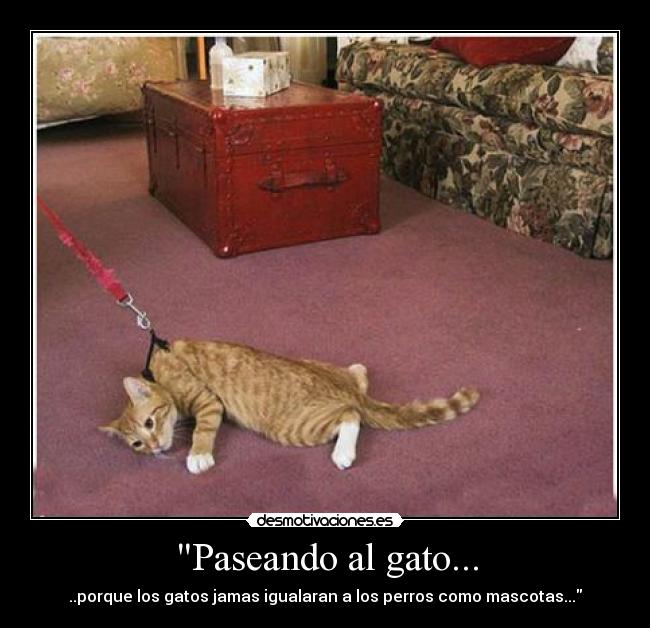 Paseando al gato... - ..porque los gatos jamas igualaran a los perros como mascotas...