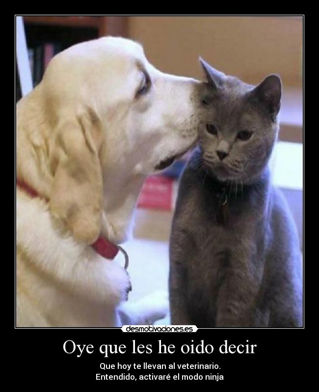 Oye que les he oido decir - 