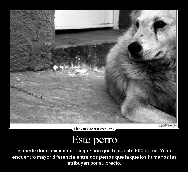 Este perro - te puede dar el mismo cariño que uno que te cueste 600 euros. Yo no
encuentro mayor diferencia entre dos perros que la que los humanos les
atribuyen por su precio.