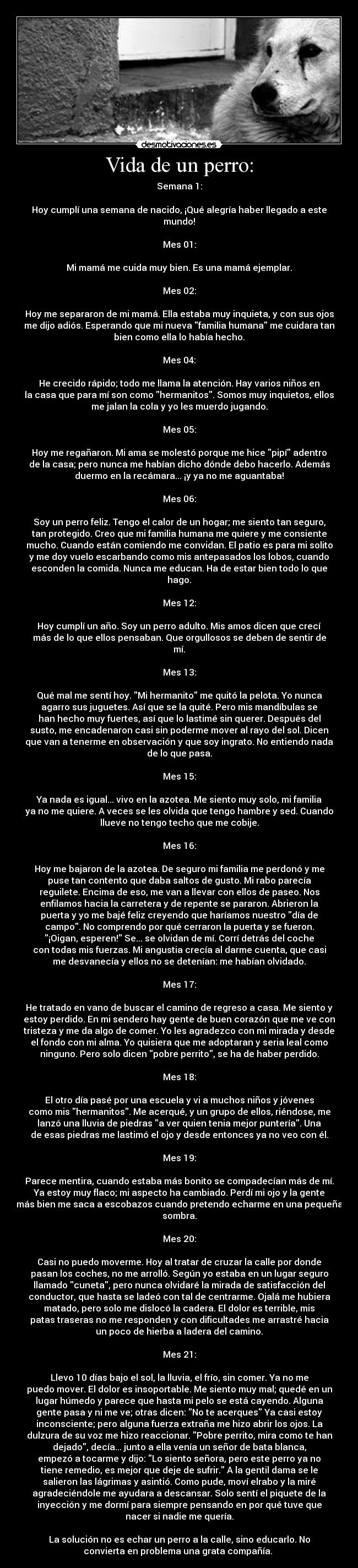 Vida de un perro: - Semana 1:

Hoy cumplí una semana de nacido, ¡Qué alegría haber llegado a este
mundo!

Mes 01:

Mi mamá me cuida muy bien. Es una mamá ejemplar.

Mes 02:

Hoy me separaron de mi mamá. Ella estaba muy inquieta, y con sus ojos
me dijo adiós. Esperando que mi nueva familia humana me cuidara tan
bien como ella lo había hecho.

Mes 04:

He crecido rápido; todo me llama la atención. Hay varios niños en
la casa que para mí son como hermanitos. Somos muy inquietos, ellos
me jalan la cola y yo les muerdo jugando.

Mes 05:

Hoy me regañaron. Mi ama se molestó porque me hice pipí adentro
de la casa; pero nunca me habían dicho dónde debo hacerlo. Además
duermo en la recámara... ¡y ya no me aguantaba!

Mes 06:

Soy un perro feliz. Tengo el calor de un hogar; me siento tan seguro,
tan protegido. Creo que mi familia humana me quiere y me consiente
mucho. Cuando están comiendo me convidan. El patio es para mi solito
y me doy vuelo escarbando como mis antepasados los lobos, cuando
esconden la comida. Nunca me educan. Ha de estar bien todo lo que
hago.

Mes 12:

Hoy cumplí un año. Soy un perro adulto. Mis amos dicen que crecí
más de lo que ellos pensaban. Que orgullosos se deben de sentir de
mí.

Mes 13:

Qué mal me sentí hoy. Mi hermanito me quitó la pelota. Yo nunca
agarro sus juguetes. Así que se la quité. Pero mis mandíbulas se
han hecho muy fuertes, así que lo lastimé sin querer. Después del
susto, me encadenaron casi sin poderme mover al rayo del sol. Dicen
que van a tenerme en observación y que soy ingrato. No entiendo nada
de lo que pasa.

Mes 15:

Ya nada es igual... vivo en la azotea. Me siento muy solo, mi familia
ya no me quiere. A veces se les olvida que tengo hambre y sed. Cuando
llueve no tengo techo que me cobije.

Mes 16:

Hoy me bajaron de la azotea. De seguro mi familia me perdonó y me
puse tan contento que daba saltos de gusto. Mi rabo parecía
reguilete. Encima de eso, me van a llevar con ellos de paseo. Nos
enfilamos hacia la carretera y de repente se pararon. Abrieron la
puerta y yo me bajé feliz creyendo que haríamos nuestro día de
campo. No comprendo por qué cerraron la puerta y se fueron.
¡Oigan, esperen! Se... se olvidan de mí. Corrí detrás del coche
con todas mis fuerzas. Mi angustia crecía al darme cuenta, que casi
me desvanecía y ellos no se detenían: me habían olvidado.

Mes 17:

He tratado en vano de buscar el camino de regreso a casa. Me siento y
estoy perdido. En mi sendero hay gente de buen corazón que me ve con
tristeza y me da algo de comer. Yo les agradezco con mi mirada y desde
el fondo con mi alma. Yo quisiera que me adoptaran y seria leal como
ninguno. Pero solo dicen pobre perrito, se ha de haber perdido.

Mes 18:

El otro día pasé por una escuela y vi a muchos niños y jóvenes
como mis hermanitos. Me acerqué, y un grupo de ellos, riéndose, me
lanzó una lluvia de piedras a ver quien tenia mejor puntería. Una
de esas piedras me lastimó el ojo y desde entonces ya no veo con él.

Mes 19:

Parece mentira, cuando estaba más bonito se compadecían más de mí.
Ya estoy muy flaco; mi aspecto ha cambiado. Perdí mi ojo y la gente
más bien me saca a escobazos cuando pretendo echarme en una pequeña
sombra.

Mes 20:

Casi no puedo moverme. Hoy al tratar de cruzar la calle por donde
pasan los coches, no me arrolló. Según yo estaba en un lugar seguro
llamado cuneta, pero nunca olvidaré la mirada de satisfacción del
conductor, que hasta se ladeó con tal de centrarme. Ojalá me hubiera
matado, pero solo me dislocó la cadera. El dolor es terrible, mis
patas traseras no me responden y con dificultades me arrastré hacia
un poco de hierba a ladera del camino.

Mes 21:

Llevo 10 días bajo el sol, la lluvia, el frío, sin comer. Ya no me
puedo mover. El dolor es insoportable. Me siento muy mal; quedé en un
lugar húmedo y parece que hasta mi pelo se está cayendo. Alguna
gente pasa y ni me ve; otras dicen: No te acerques Ya casi estoy
inconsciente; pero alguna fuerza extraña me hizo abrir los ojos. La
dulzura de su voz me hizo reaccionar. Pobre perrito, mira como te han
dejado, decía... junto a ella venía un señor de bata blanca,
empezó a tocarme y dijo: Lo siento señora, pero este perro ya no
tiene remedio, es mejor que deje de sufrir. A la gentil dama se le
salieron las lágrimas y asintió. Como pude, moví elrabo y la miré
agradeciéndole me ayudara a descansar. Solo sentí el piquete de la
inyección y me dormí para siempre pensando en por qué tuve que
nacer si nadie me quería.

La solución no es echar un perro a la calle, sino educarlo. No
convierta en problema una grata compañía. 