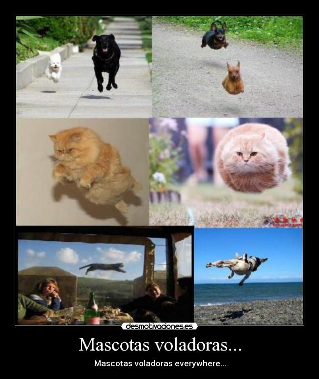 Mascotas voladoras... - 