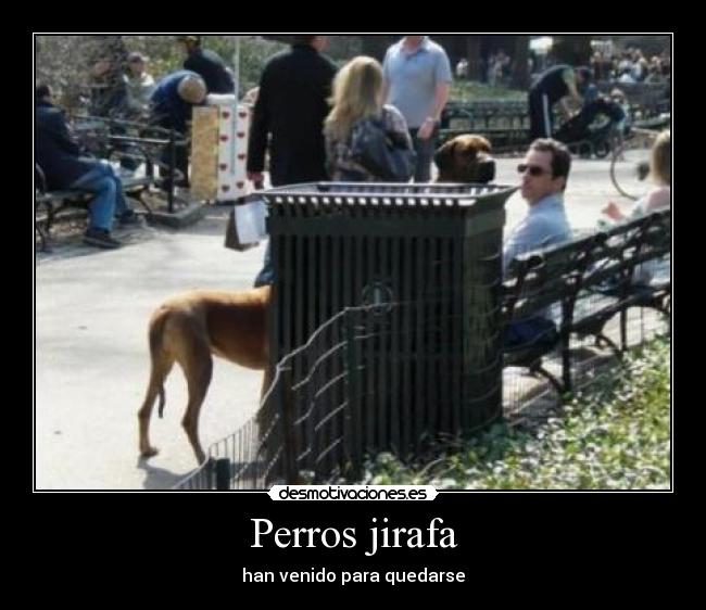Perros jirafa -