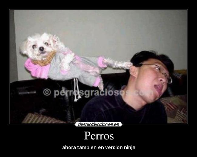 Perros - ahora tambien en version ninja