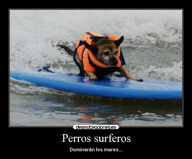 carteles perros surferos desmotivaciones