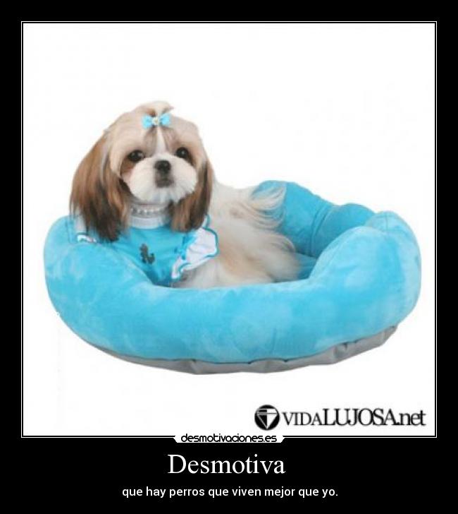 Desmotiva  - que hay perros que viven mejor que yo.