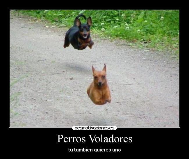 Perros Voladores - 