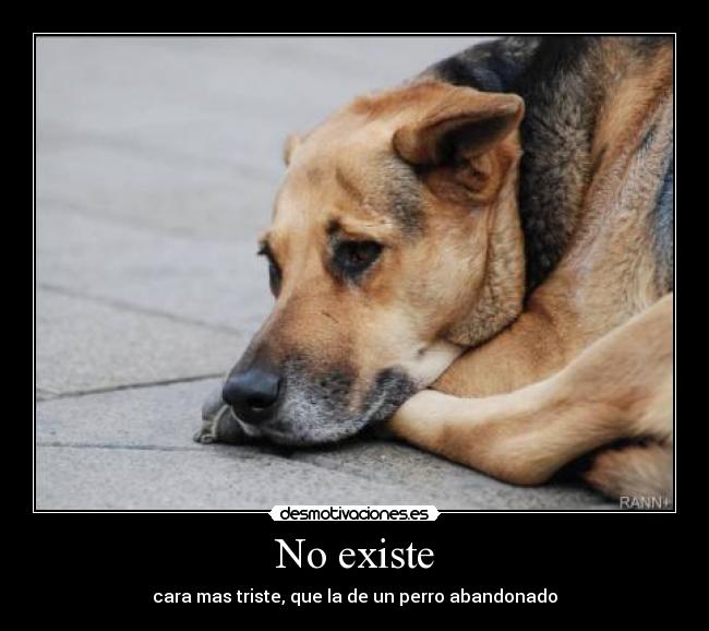 No existe - cara mas triste, que la de un perro abandonado