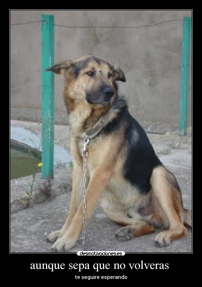 aunque sepa que no volveras - te seguire esperando