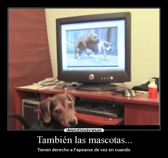 También las mascotas... -