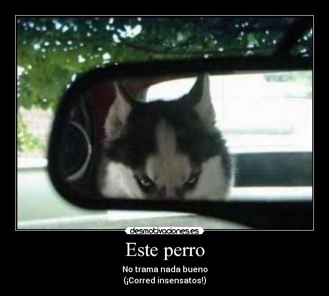 Este perro - No trama nada bueno
(¡Corred insensatos!)