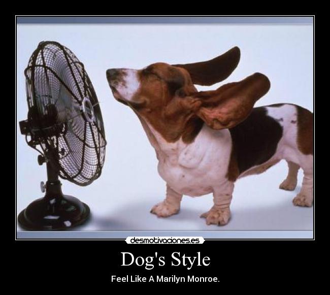 Dogs Style -