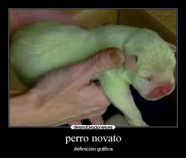 perro novato - definición gráfica