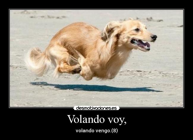 Volando voy, - 