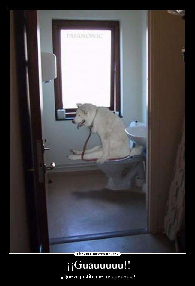 carteles guau gustito cagar mear perro animal bate wc bano humano desahogo animales desmotivaciones