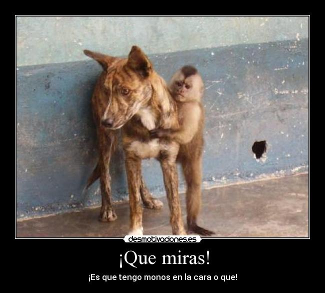 ¡Que miras! - ¡Es que tengo monos en la cara o que!