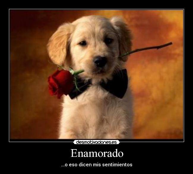 Enamorado - ...o eso dicen mis sentimientos