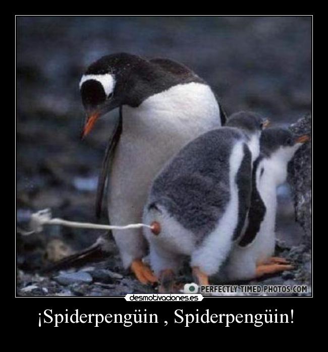 ¡Spiderpengüin , Spiderpengüin! - 