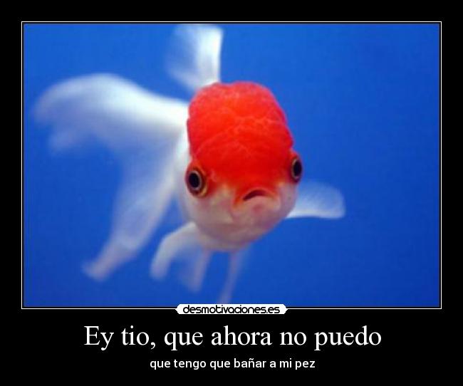 Ey tio, que ahora no puedo - que tengo que bañar a mi pez