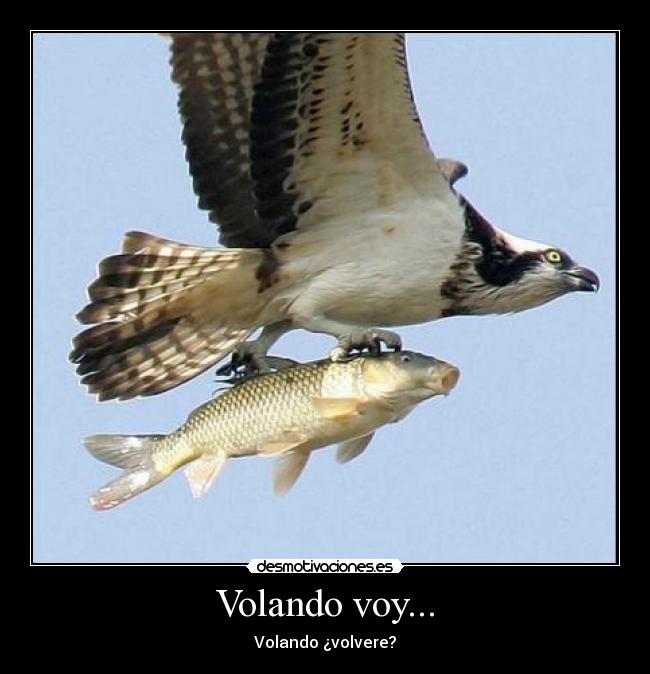Volando voy... - Volando ¿volvere?