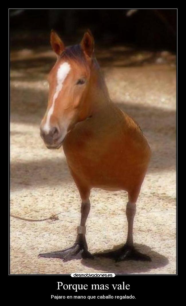 Porque mas vale - Pajaro en mano que caballo regalado.