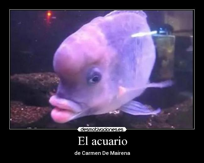 El acuario -