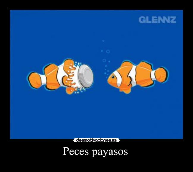 Peces payasos -