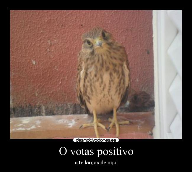 O votas positivo - o te largas de aquí
