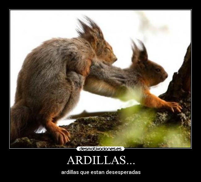 ARDILLAS... -