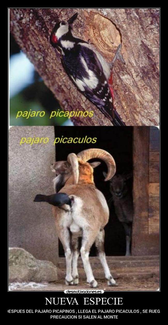 NUEVA  ESPECIE - 