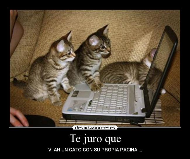 Te juro que - VI AH UN GATO CON SU PROPIA PAGINA....