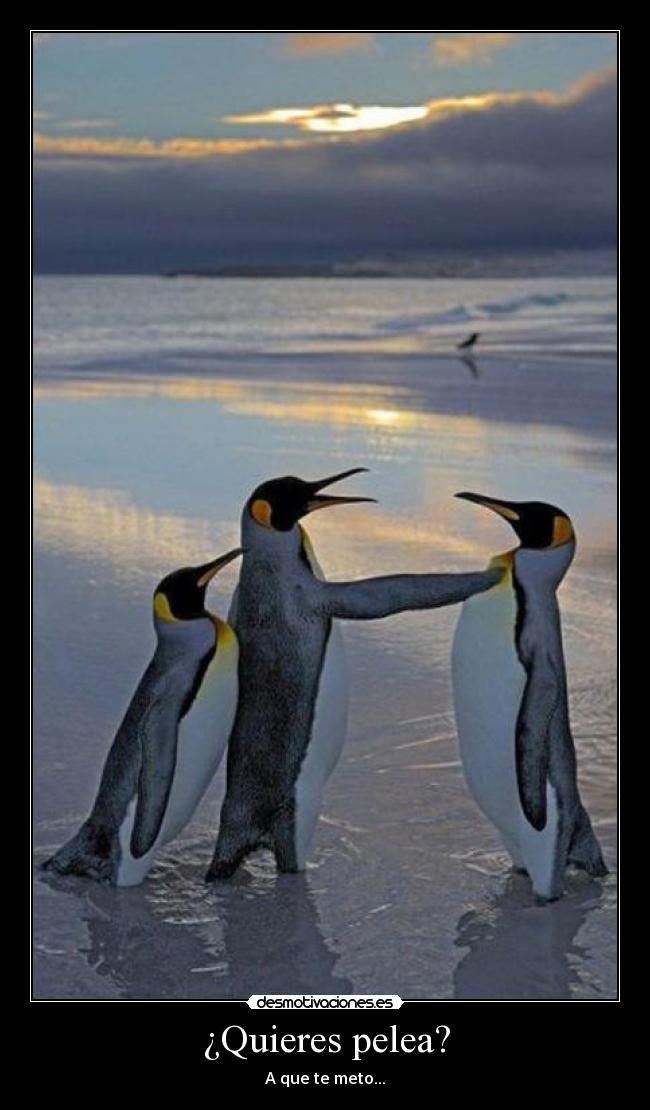 ¿Quieres pelea? - A que te meto...