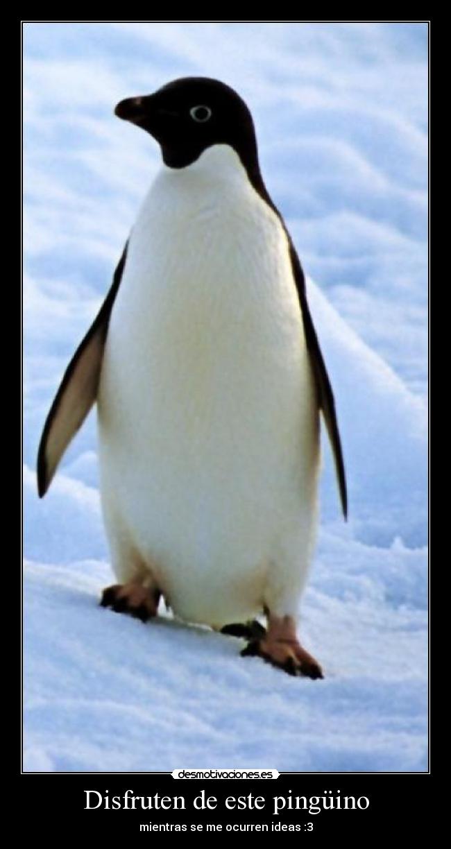 Disfruten de este pingüino -