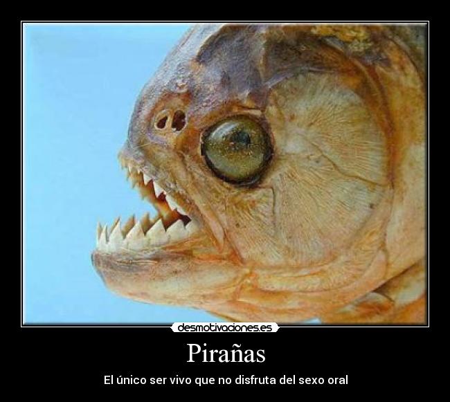 Pirañas - 