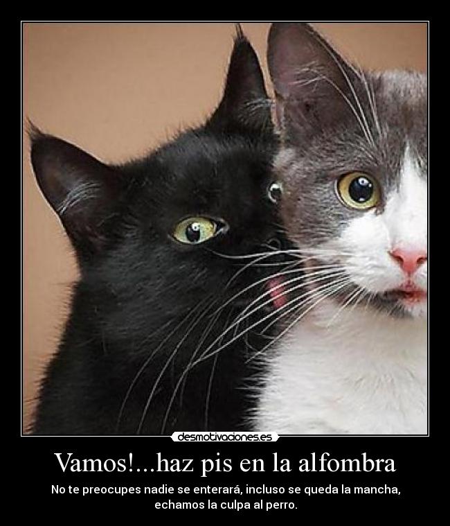 Vamos!...haz pis en la alfombra - No te preocupes nadie se enterará, incluso se queda la mancha,
echamos la culpa al perro.