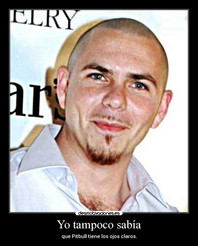 Yo tampoco sabía - que Pitbull tiene los ojos claros.