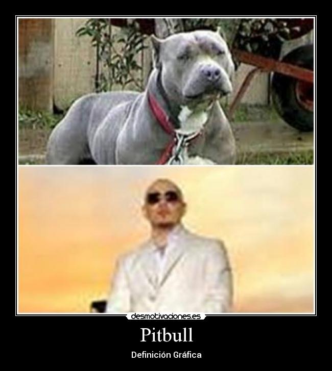 Pitbull - 