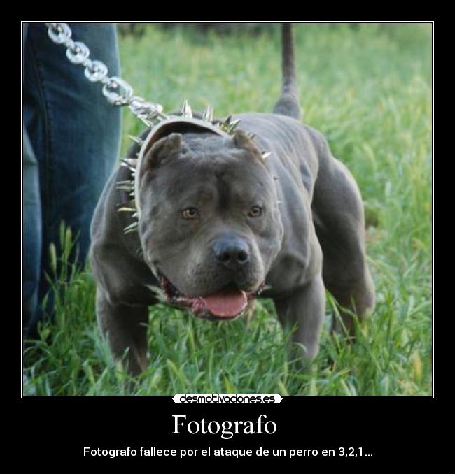Fotografo - Fotografo fallece por el ataque de un perro en 3,2,1...