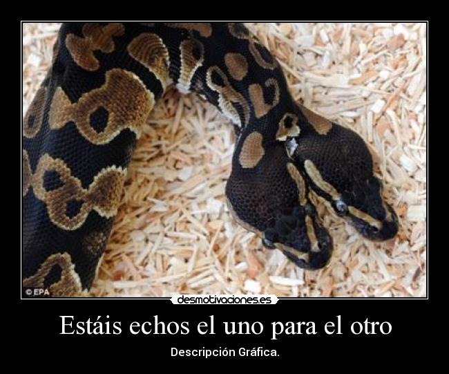 Estáis echos el uno para el otro - 