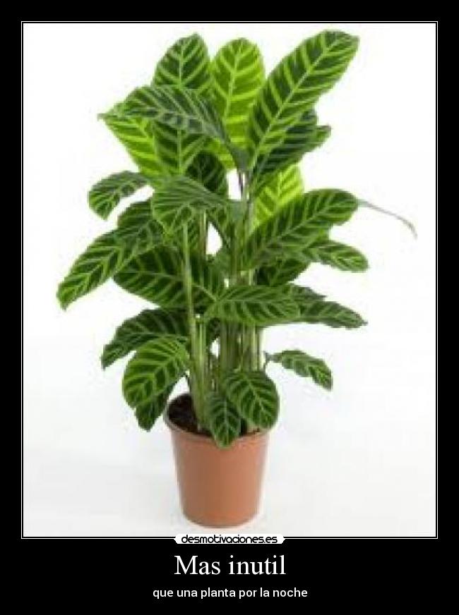 carteles mas inutil desmotivaciones