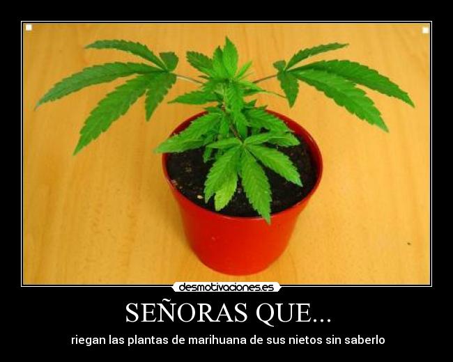 SEÑORAS QUE... - 