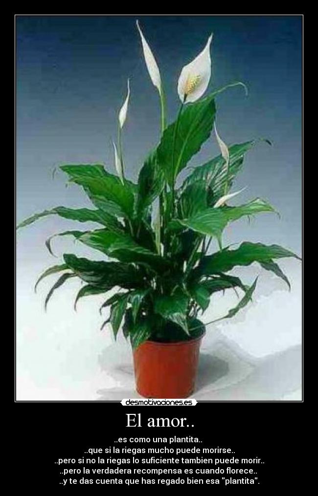 carteles amor amor plantas amistad relacion danies principal desmotivaciones