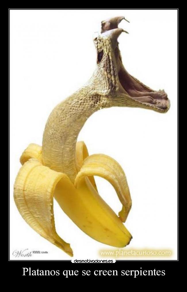 Platanos que se creen serpientes - 