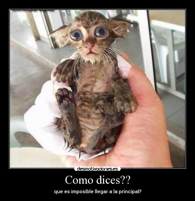 Como dices?? - 