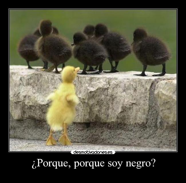 ¿Porque, porque soy negro? -