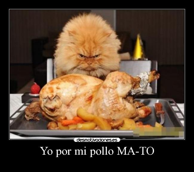 Yo por mi pollo MA-TO - 