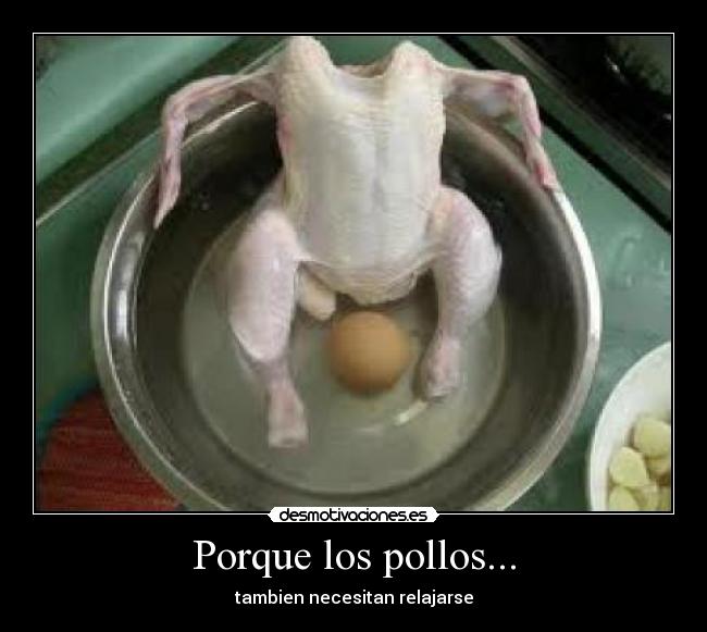 Porque los pollos... - 