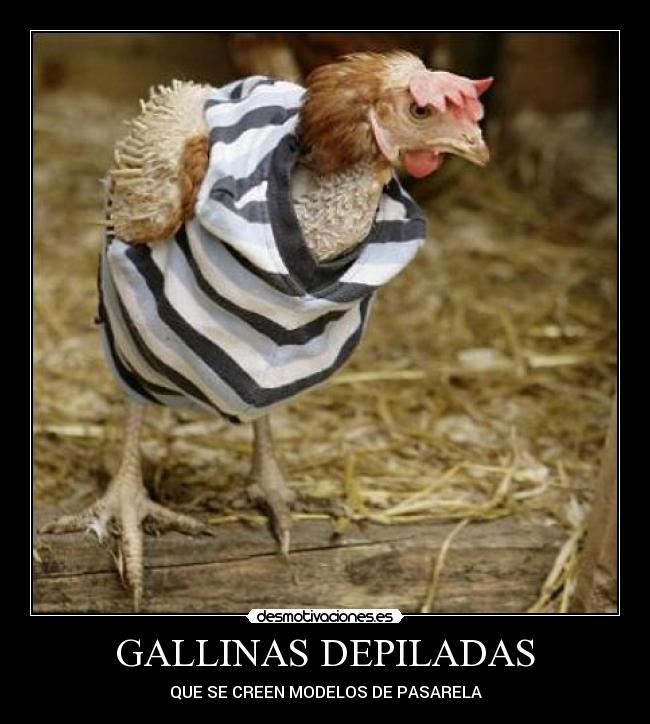 GALLINAS DEPILADAS -